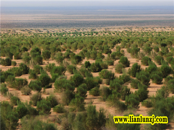 植樹節(jié)|心植希望，靜候春暖花開